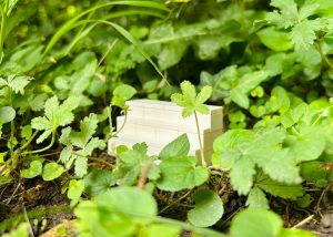 Konzeptfoto Semiramis